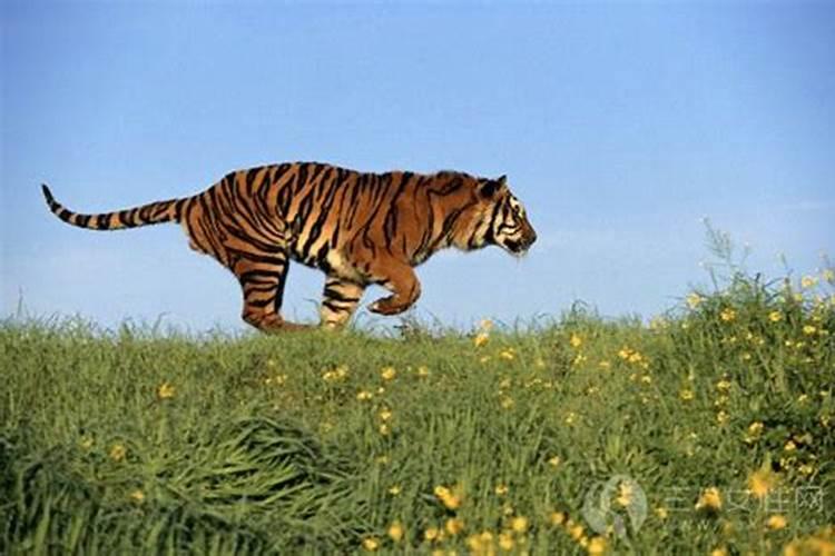 梦到看见老虎追我没追上