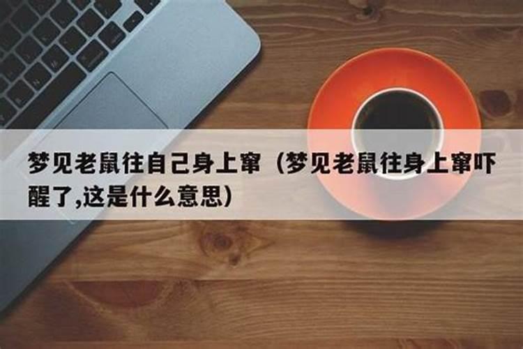 梦见老鼠往我身上扑