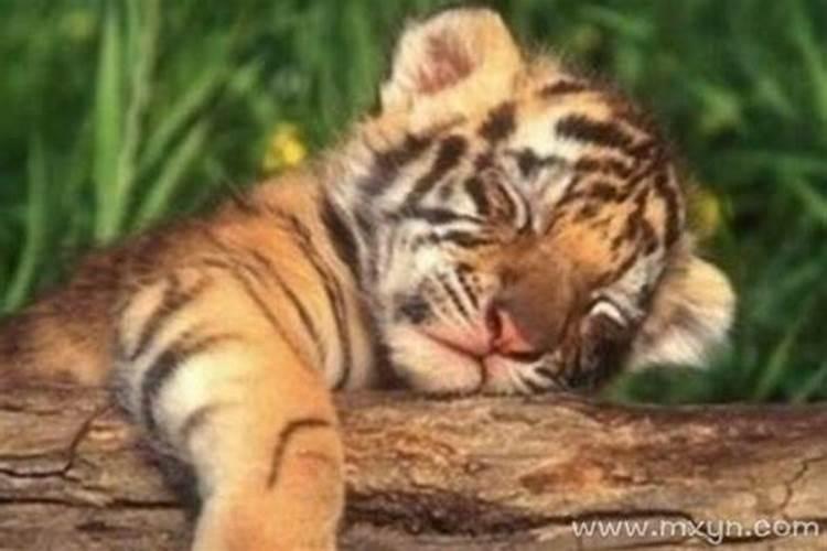 梦见老虎和儿子睡觉周公解梦