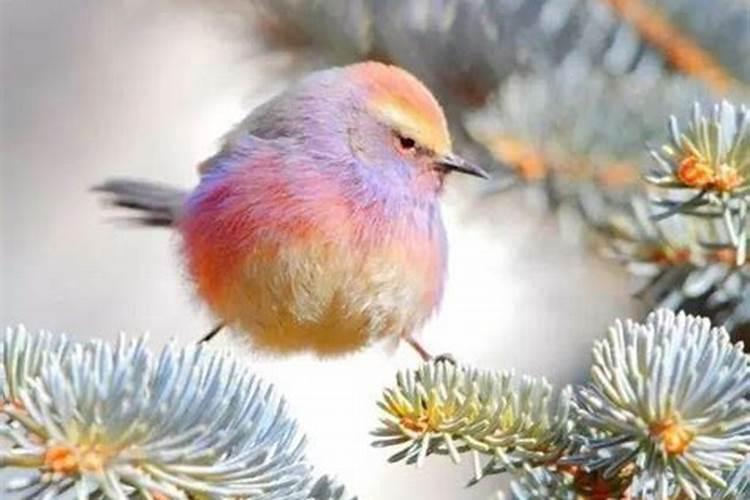 梦见特别漂亮的鸟是什么预兆呢