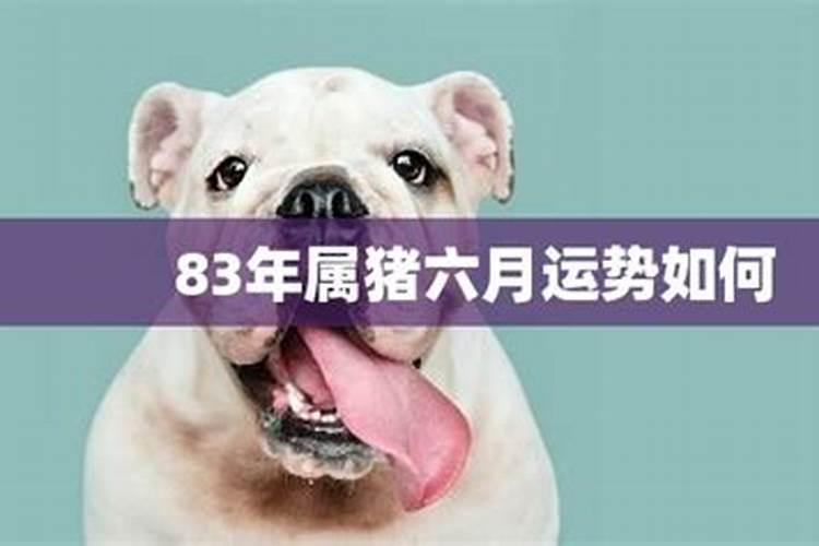 属猪的6月出生的运程