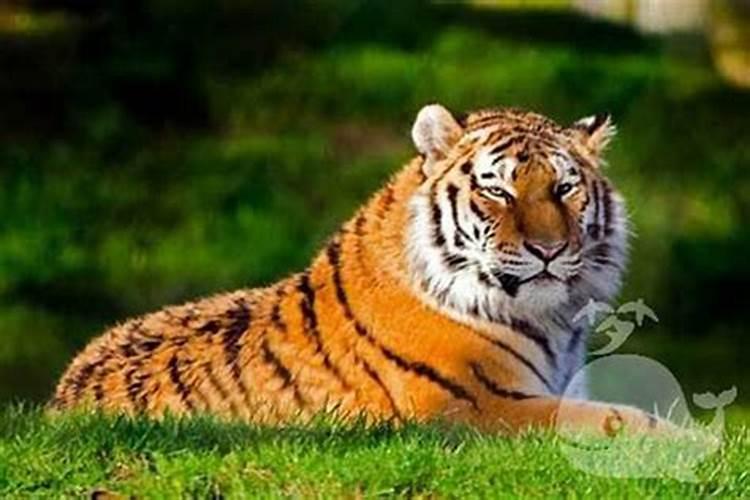 梦见老虎是什么意思有什么预兆