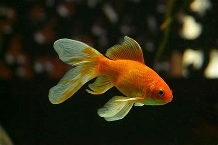 梦见两条红色的金鱼在水里游