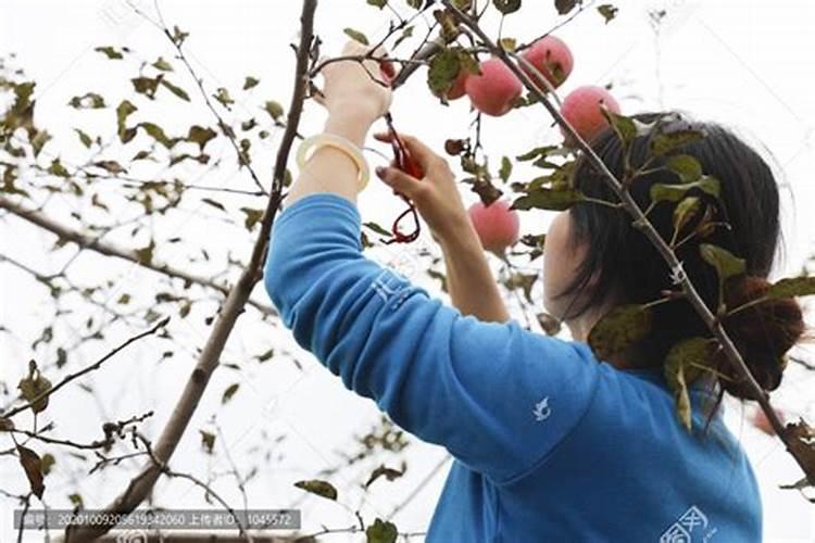 梦见别人摘我家苹果