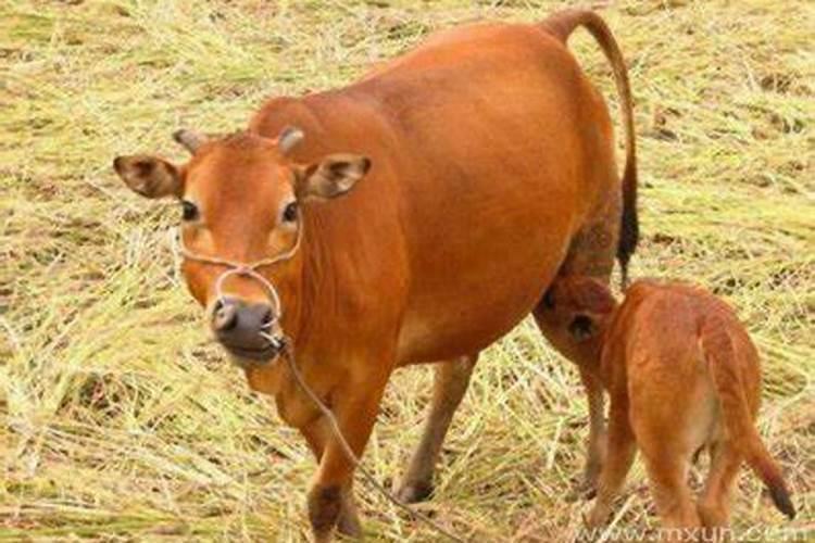 怀孕梦到牛是什么预兆