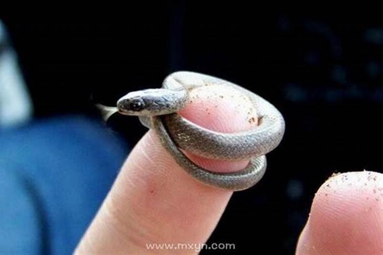 梦见漂亮的小蛇是胎梦吗