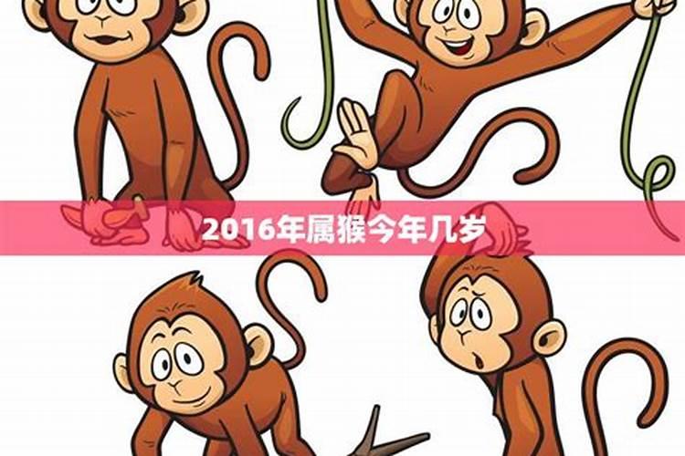 2016属猴运势运程