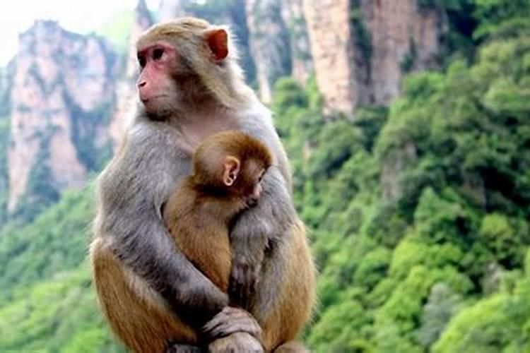 猴与哪些属相不合婚