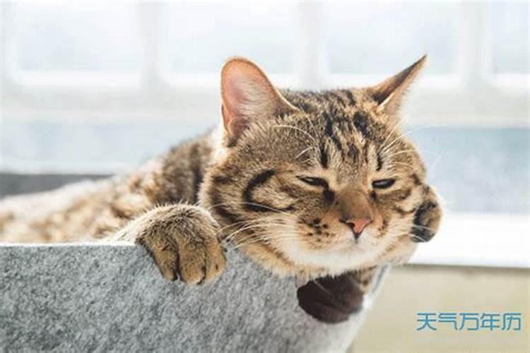 梦见死猫什么征兆和葬礼