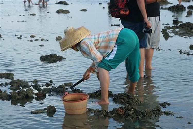 梦见海水退潮捡了很多海鲜