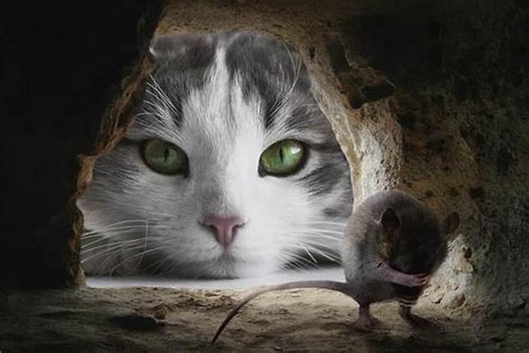 梦见猫在床上抓老鼠