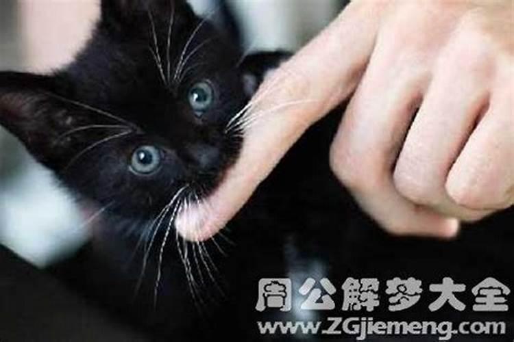 梦见黑猫白猫咬自己