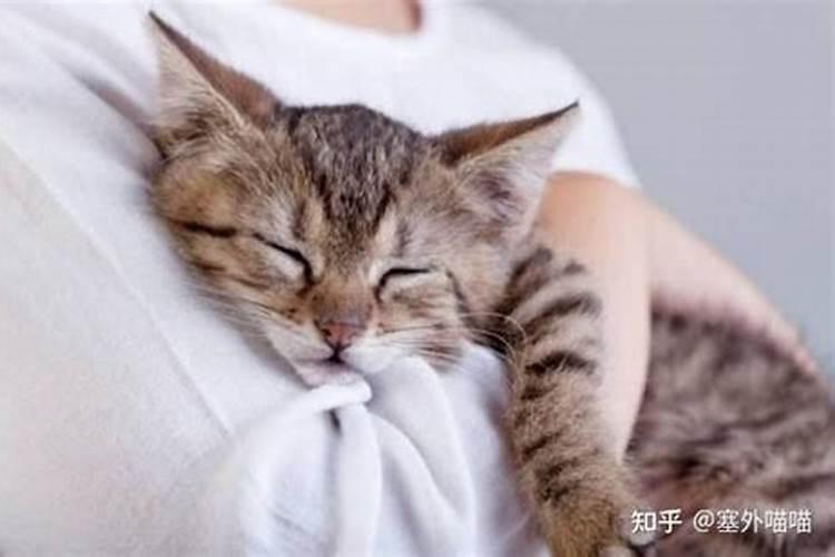 猫对主人运势有利吗