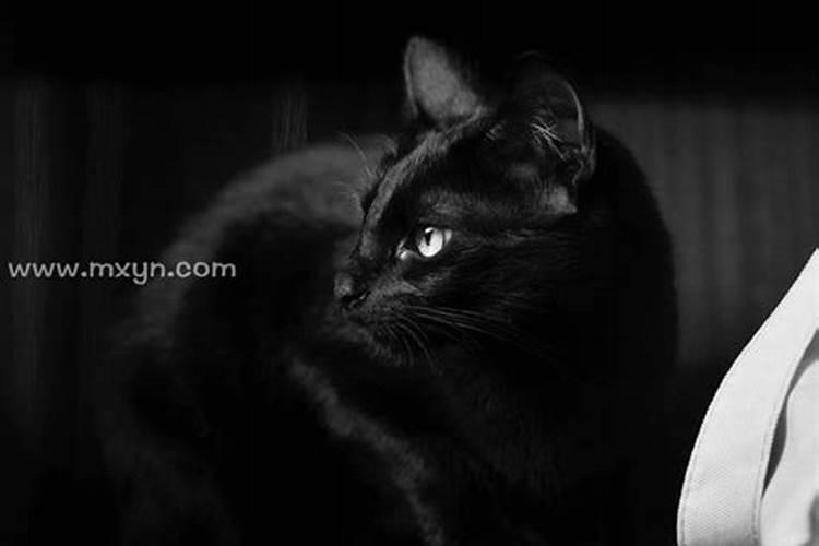 梦见黑猫什么意思周公解梦
