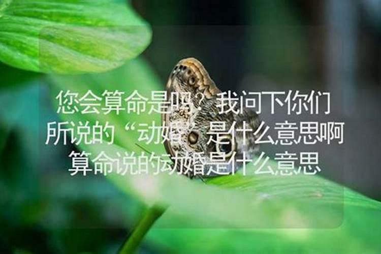 算命说断婚是什么意思啊