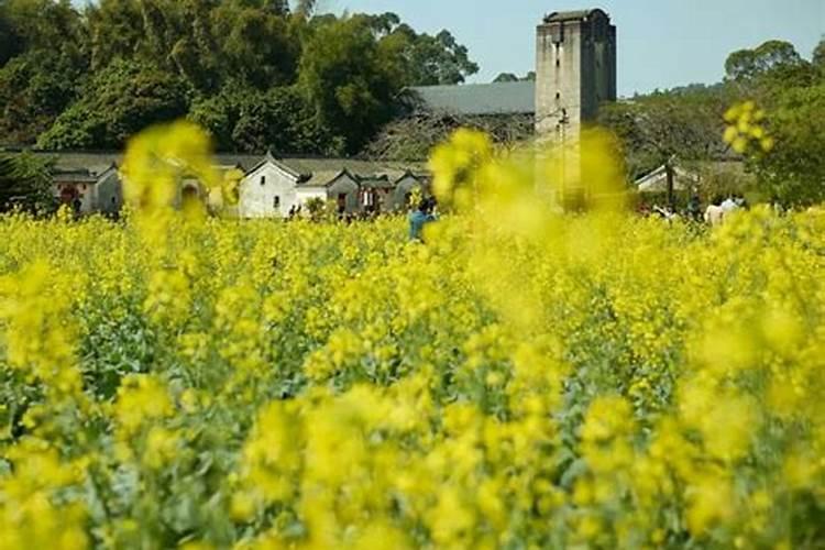 在深圳清明节去哪里踏青比较好