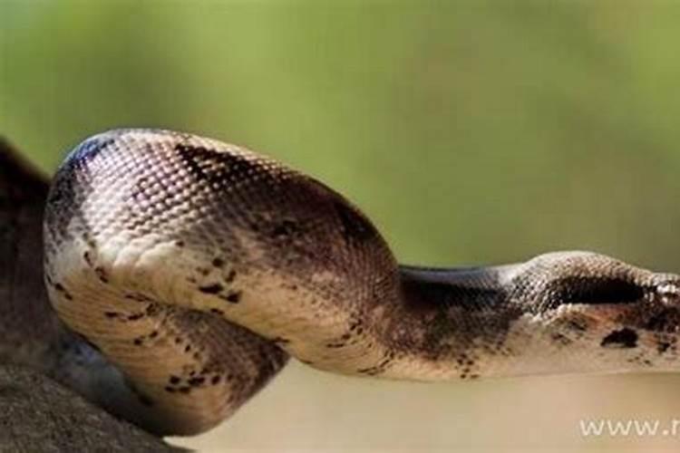 梦见蟒蛇是什么预兆女人吃人