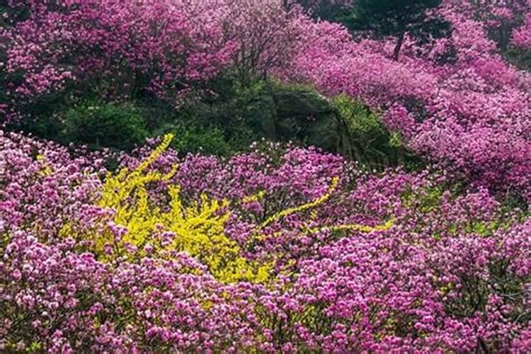 青岛清明节去哪玩好