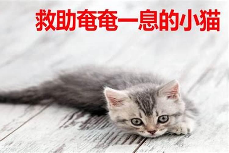 梦到一只奄奄一息的猫