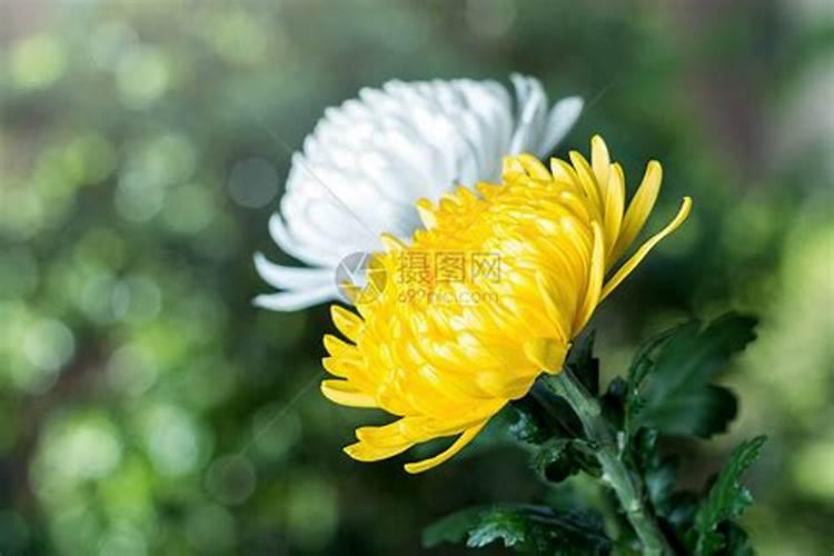 清明节祭祖鲜花多少枝