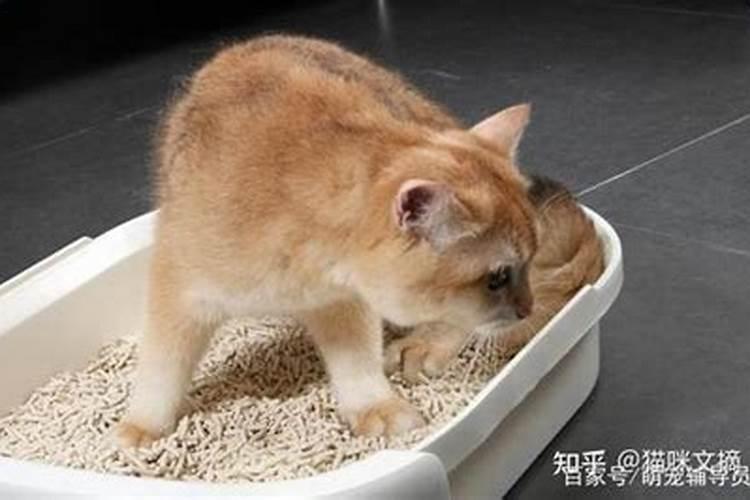 梦见妈妈和猫在床上