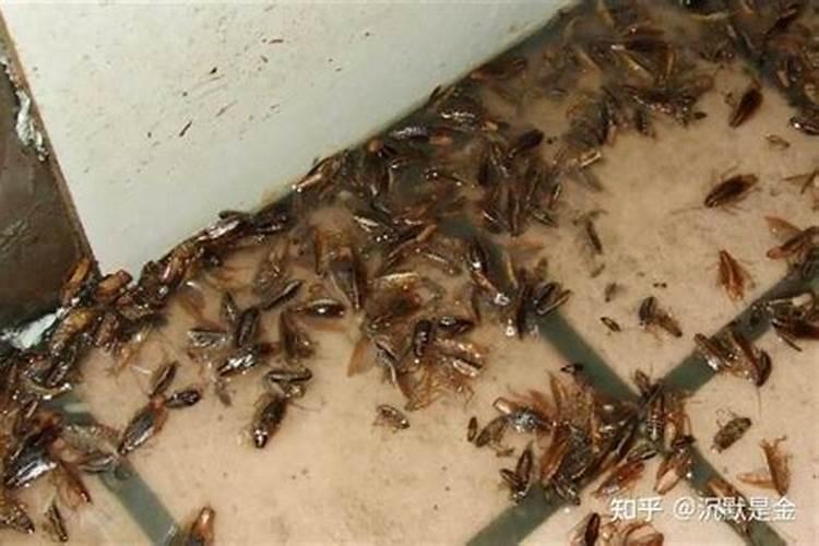家里老鼠蟑螂蚂蚁多是运势不好吗