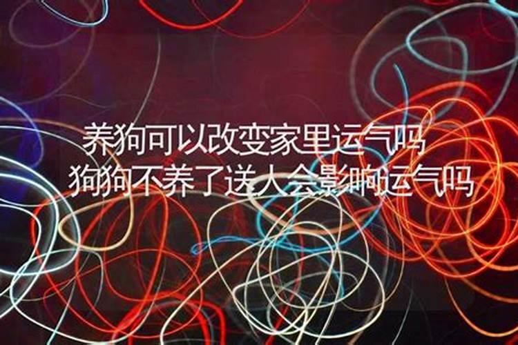 养狗可以增加人的运势吗