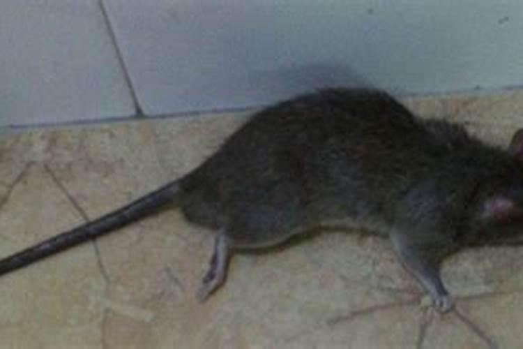 梦见很多死老鼠是什么征兆
