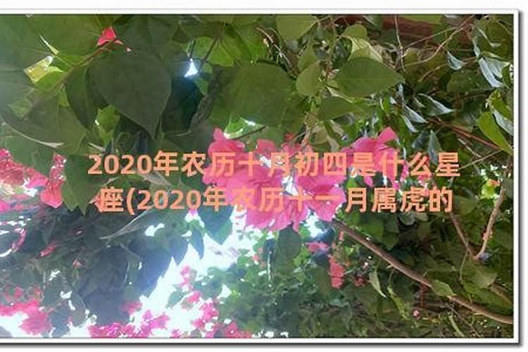 10月初四什么星座