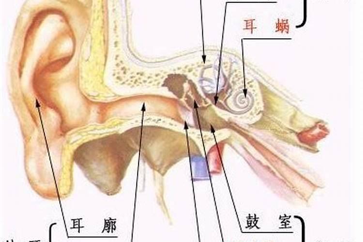 耳朵上尖代表什么？耳朵尖的人什么命