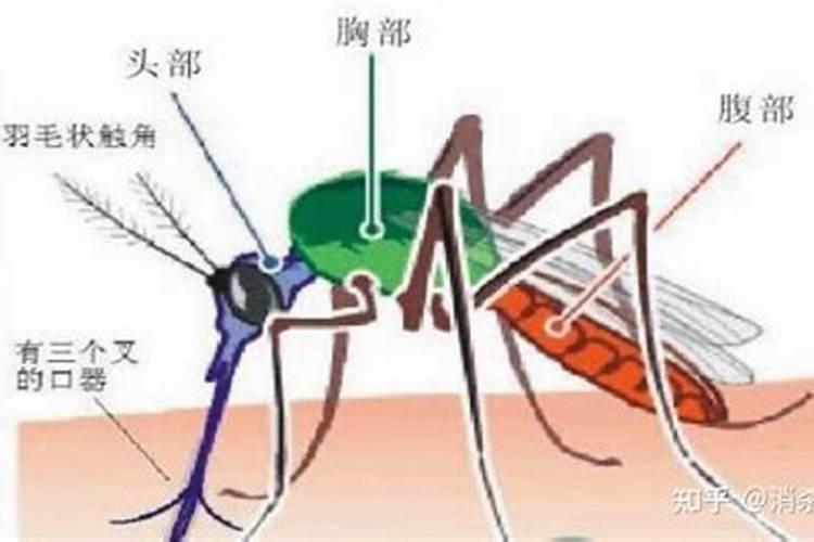 蚊虫指什么生肖动物