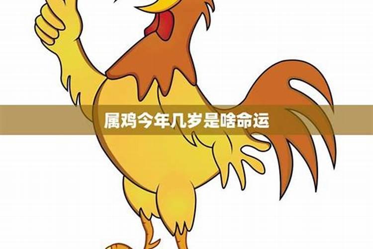 2023年属鸡人的命运