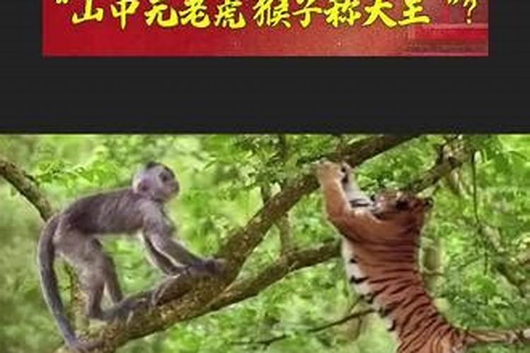 下山猛虎是什么生肖