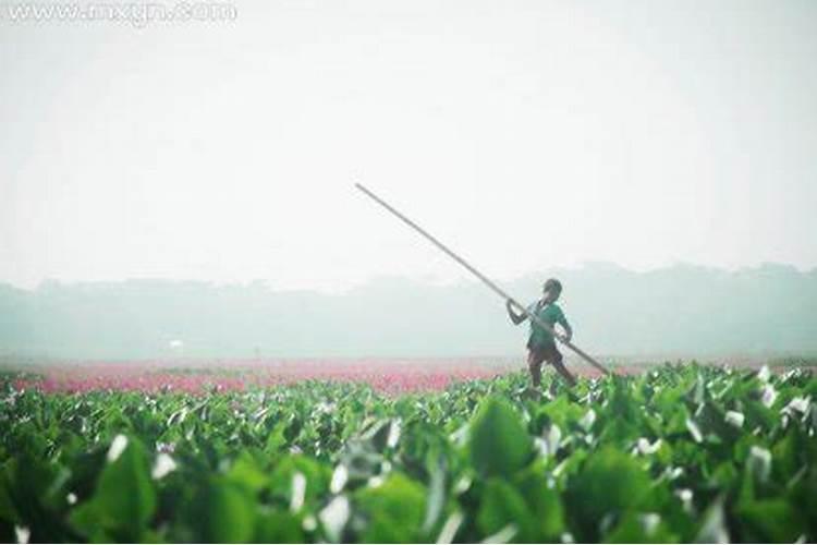 梦见刨地种菜是什么意思