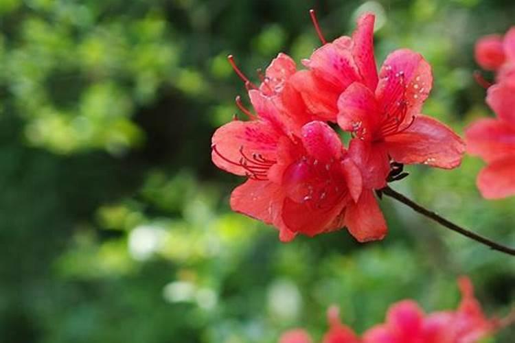 桃花开来映山红猜生肖