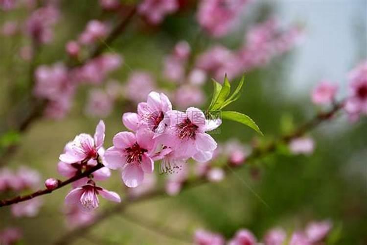 桃花开来映山红是什么生肖动物