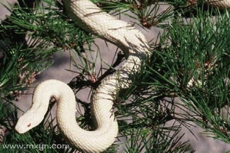 梦见白蛇是什么寓意