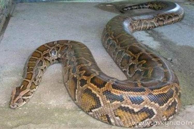梦见两条大蟒蛇交织在一起