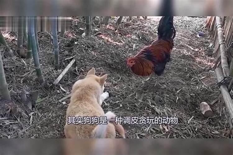 鸡犬不宁正确生肖