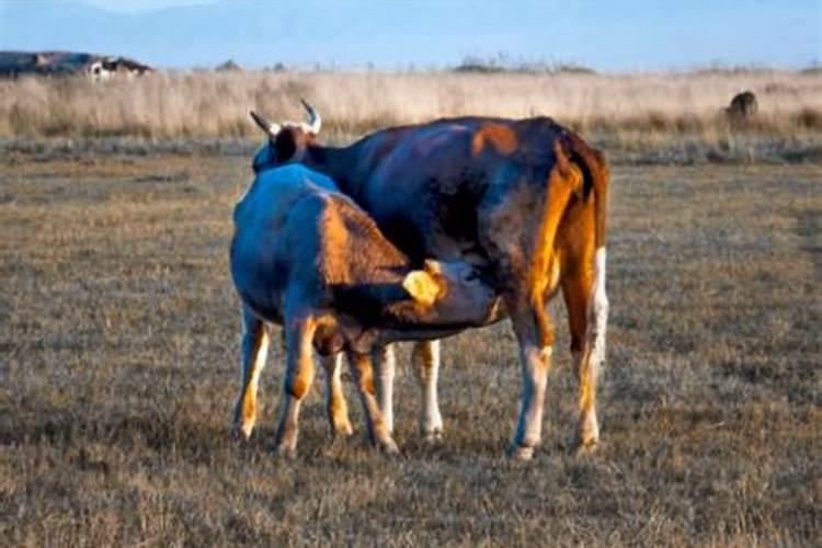 梦见母牛和小牛是什么预兆