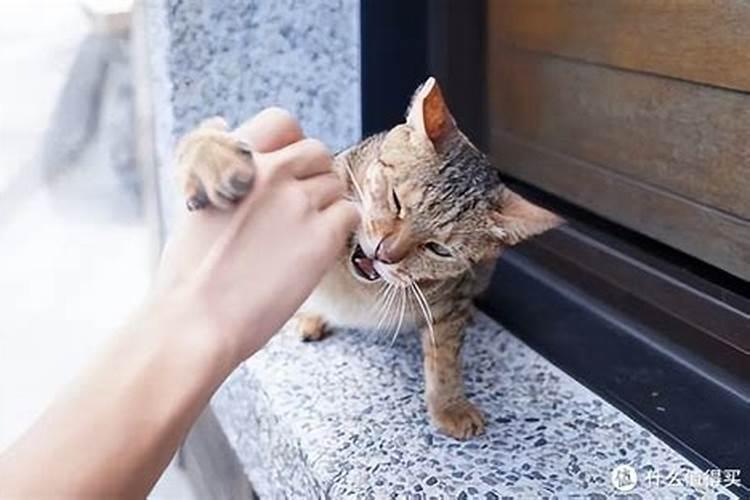 梦见抓猫被猫抓伤,然后猫被抓炖熟了