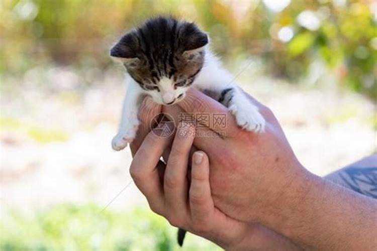 梦见抓猫并抓住小猫