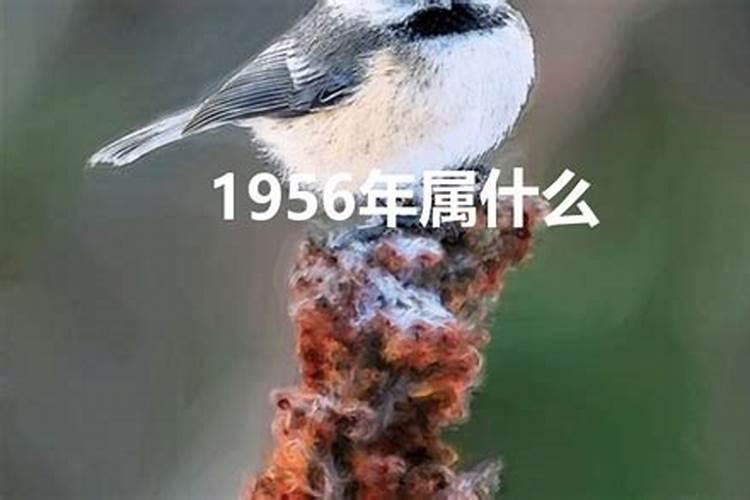 56年出生属啥？1956啥命