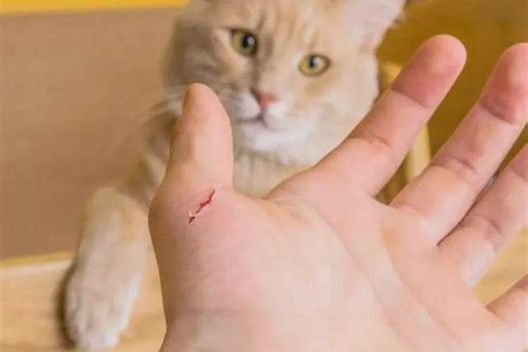 梦见抓猫被猫挠了手