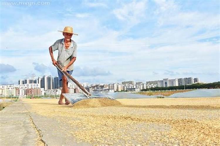 梦见下大雨收谷子