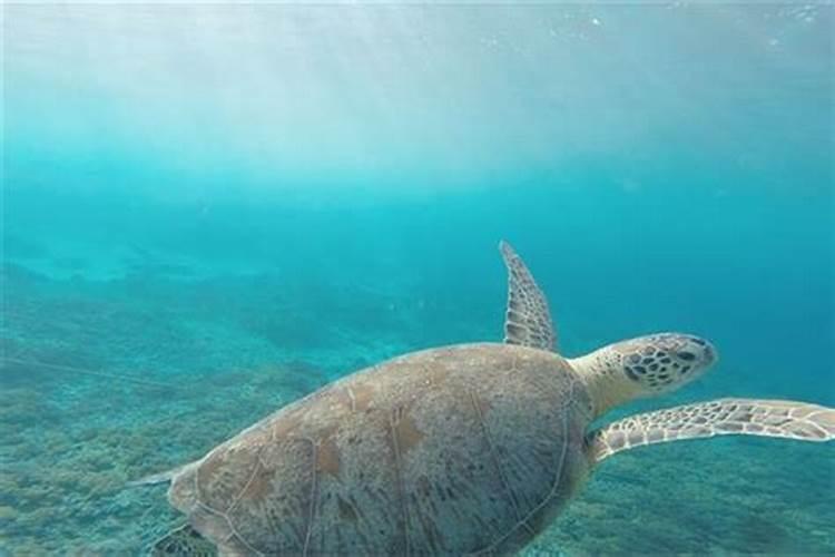 梦见大海水很清澈很好看