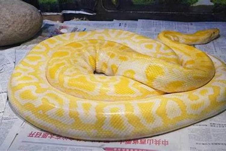 梦见黄色大蟒蛇是什么预兆女性