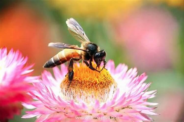梦见被蜜蜂追什么预兆