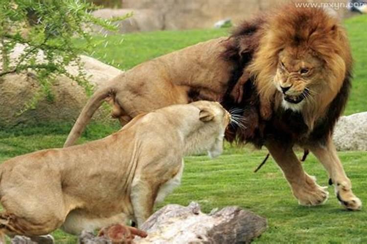 梦见狮子追着别人咬是什么预兆