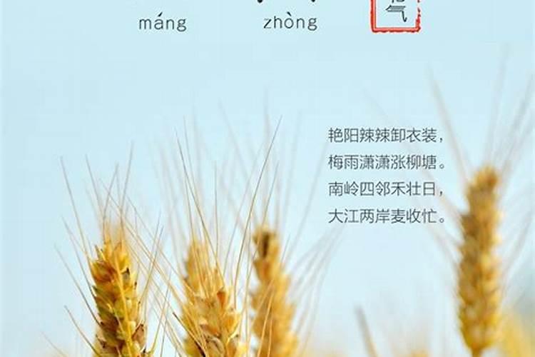 芒种和夏至是什么意思